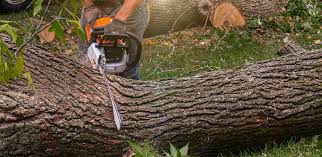 Best Tree and Shrub Care  in Appleton, MN