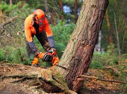 Best Tree Removal  in Appleton, MN