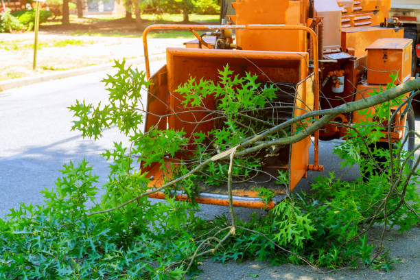 Best Lawn Grading and Leveling  in Appleton, MN