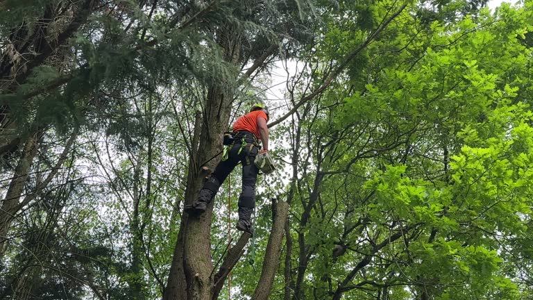 Best Fruit Tree Pruning  in Appleton, MN