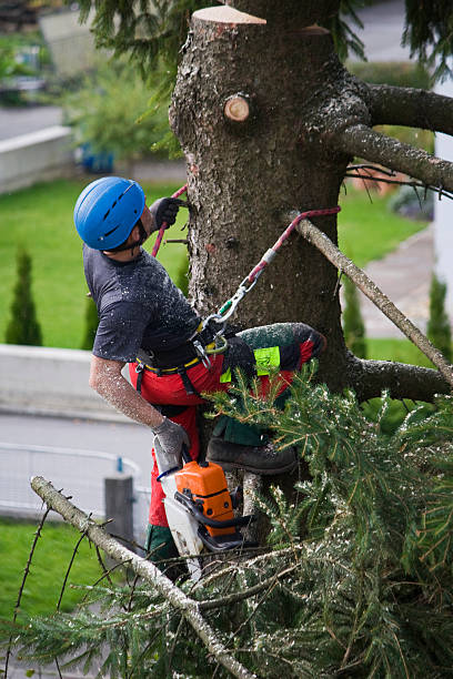 Best Tree Mulching  in Appleton, MN