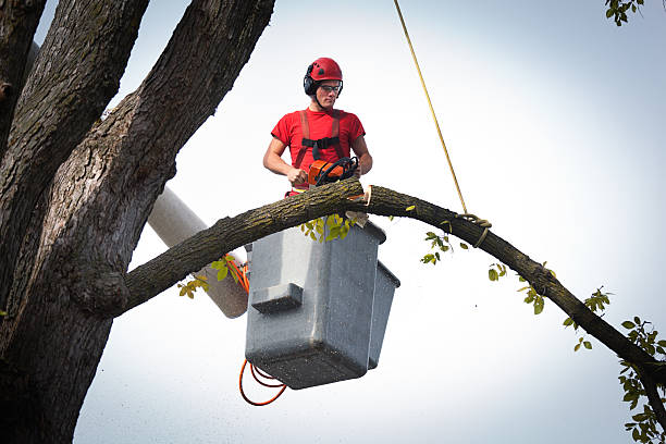 Best Tree Health Inspection  in Appleton, MN