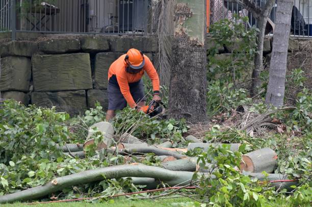 Best Arborist Consultation Services  in Appleton, MN
